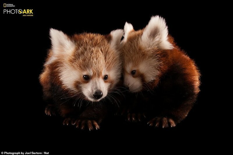 Красная панда (Ailurus fulgens)