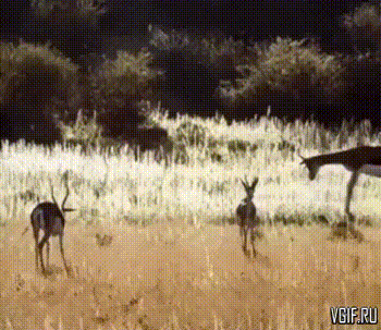 Гифки разные