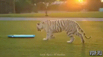 Гифки разные