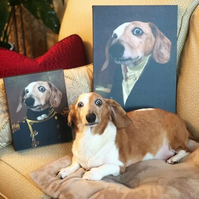 Забавные портреты домашних животных в стиле минувших эпох