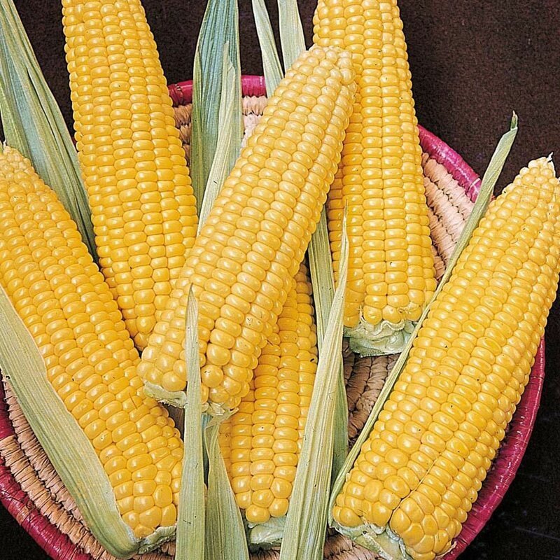 Почему кукуруза не размножается в дикой природе
