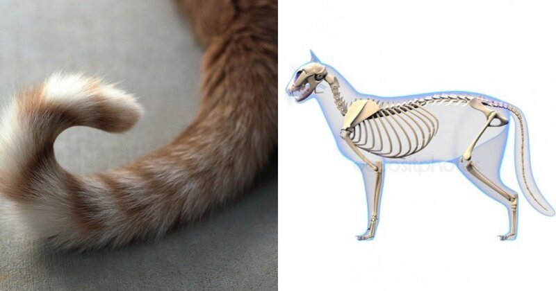3. Почти 10% костей кошки находится в ее хвосте
