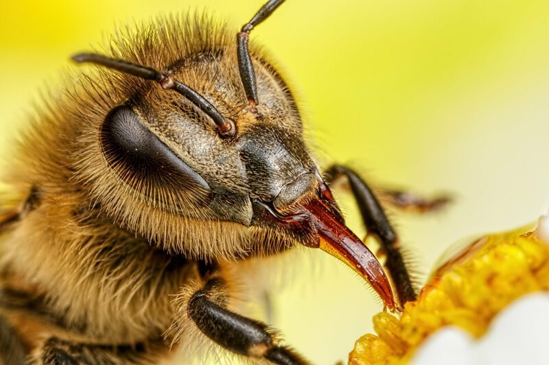 10. В Австралии от яда пчел и ос людей умирает столько же, как и от укусов змей и пауков