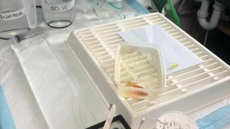 Английский ветеринар сумел прооперировать под наркозом аквариумную рыбку
