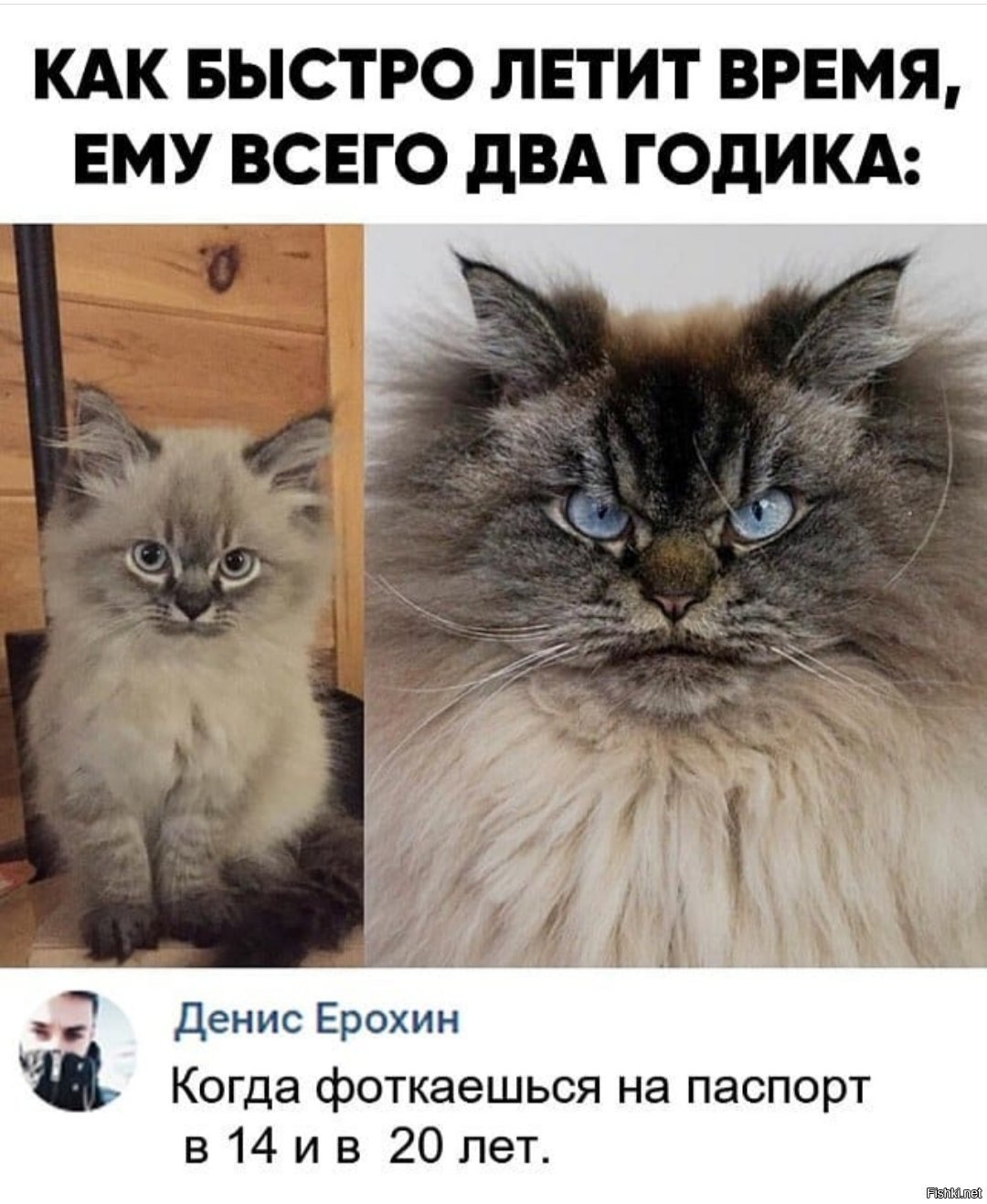 Одиночка слова песни. Кот повидавший многое. Мама криминал в жизни много повидал текст. Мудрость с юмором. Пацанские цитаты.