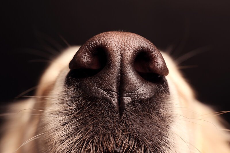 10 причин сухого носа у псов