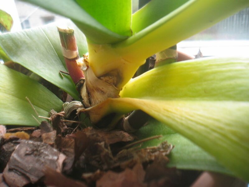 Помогите, пожелтел стебель цветущей орхидеи фаленопсис