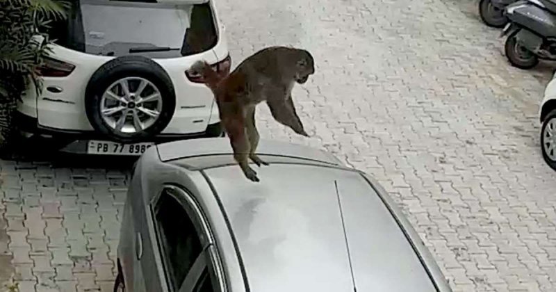 В Индии самым страшным животным для всех автомобилистов является обезьяна, и вот почему