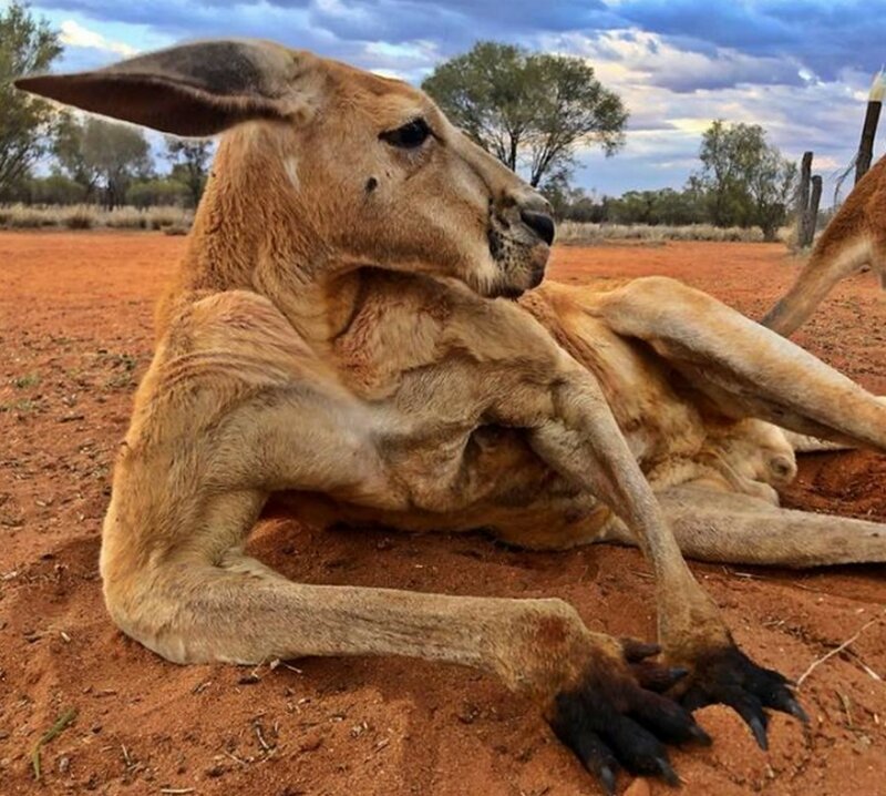  В Австралии обитает около 60 миллионов кенгуру