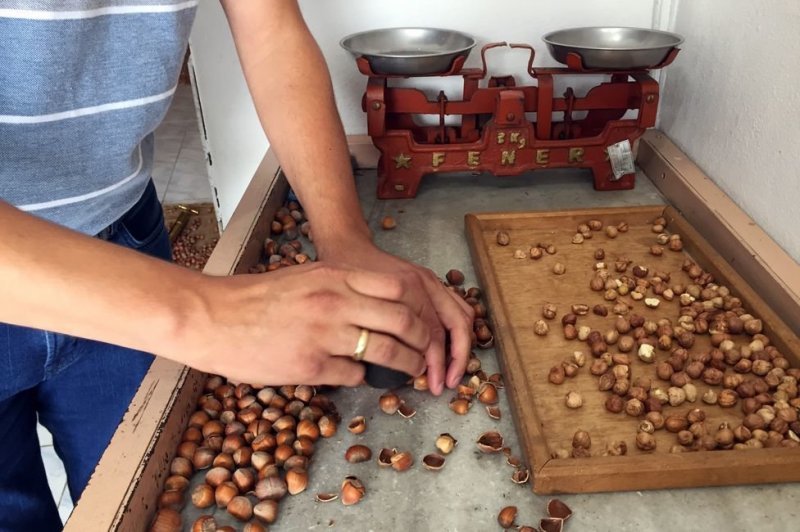 Энгинай Акчай измеряет соотношение ореха к скорлупе