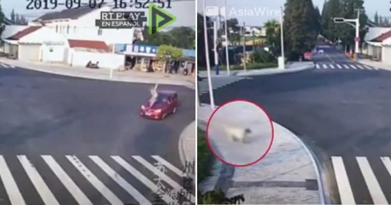 Позитивное видео с мохнатым «пешеходом» поразило пользователей