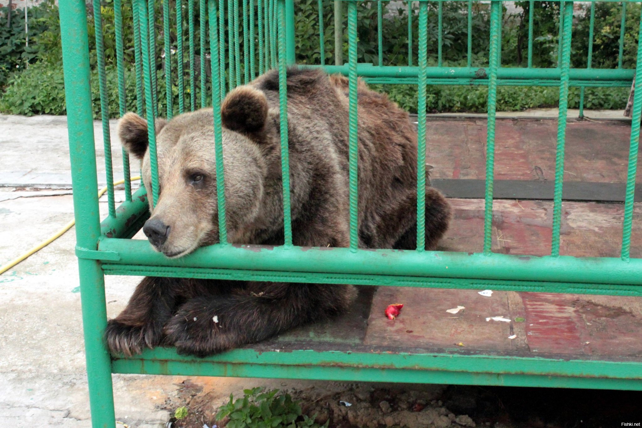 Медведь лишил ее жизни