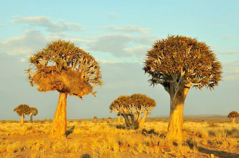 9.   Роща колчанных деревьев, Намибия