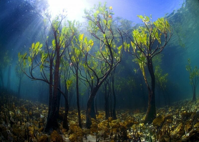4.  Мангровые деревья под водой