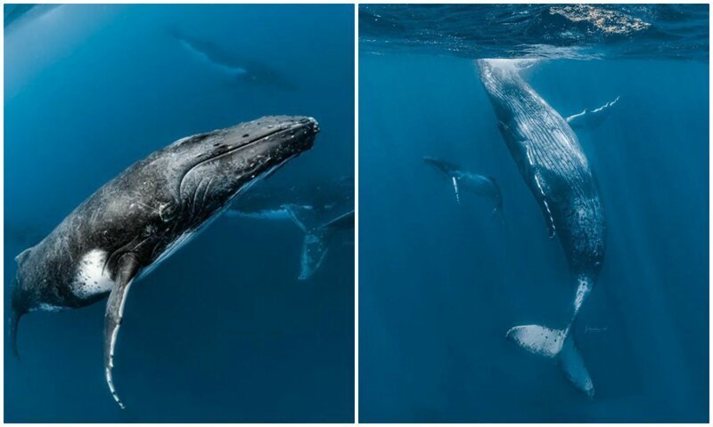 "Голоса океана": потрясающая серия подводных фотографий китов