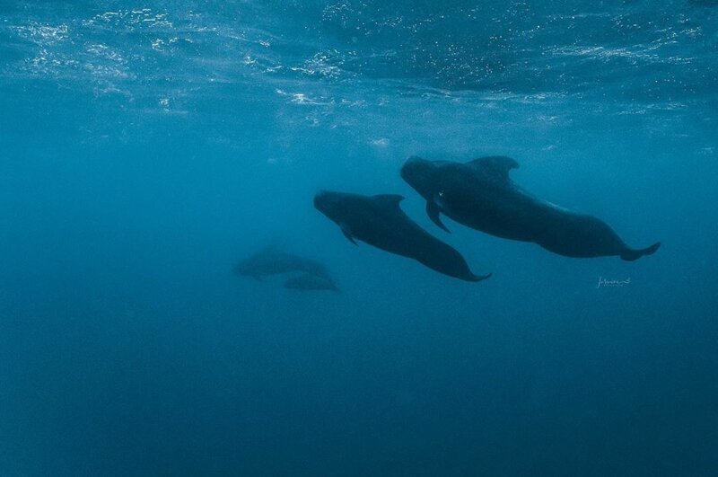 "Голоса океана": потрясающая серия подводных фотографий китов