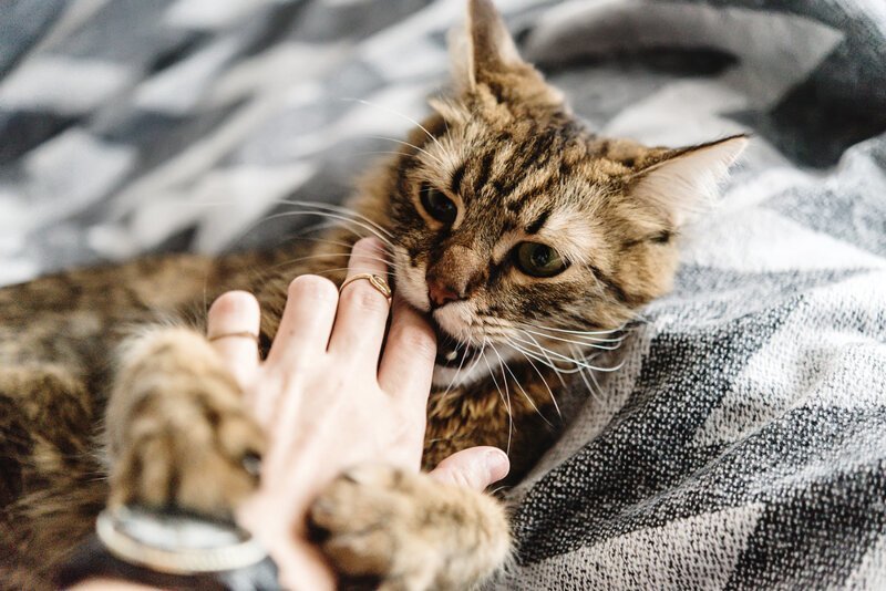 Почему кусаются коты: причины, как отучить