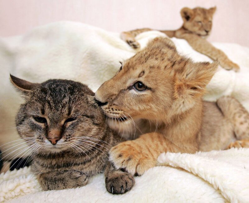 3. Львенок и кошка. Видно, насколько мощнее у будущей большой кошки лапы