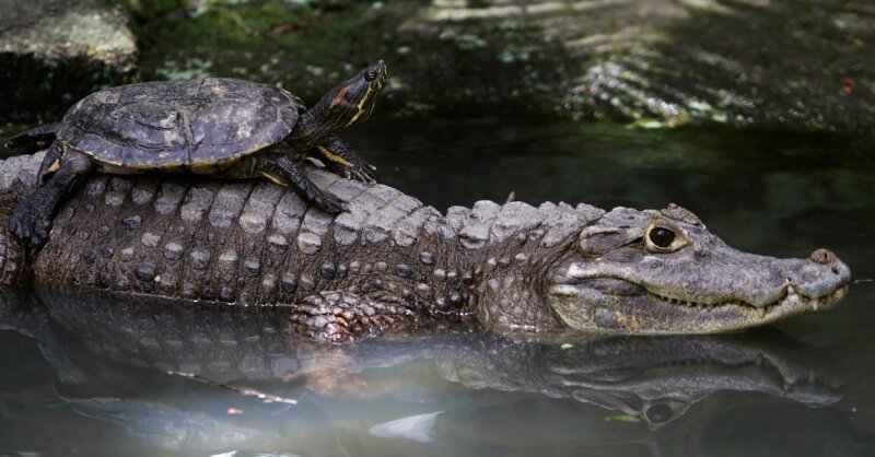 13. Крокодил-такси в зоопарке в Панама-Сити.