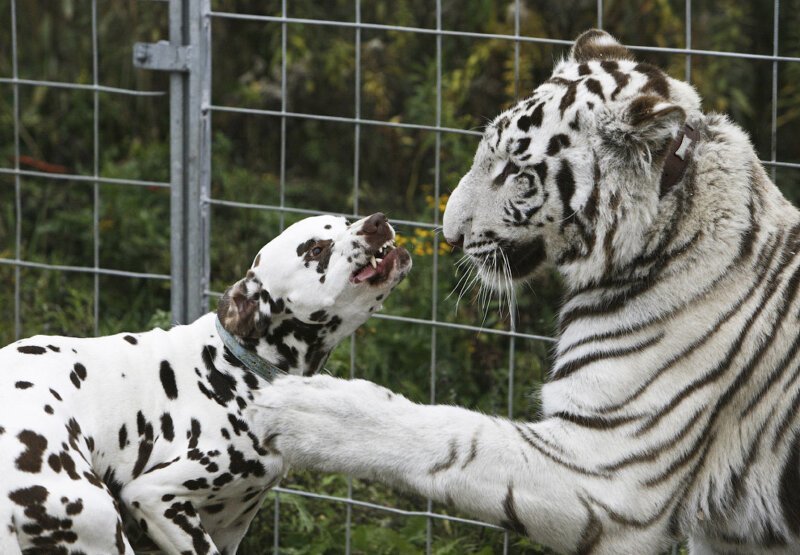 18. Годовалый белый тигр и 4-летний пес в Берлине.