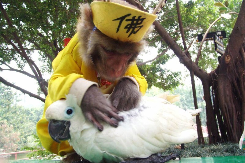 14. Обезьяна и попугай в парке диких животных в Шэньчжэне.