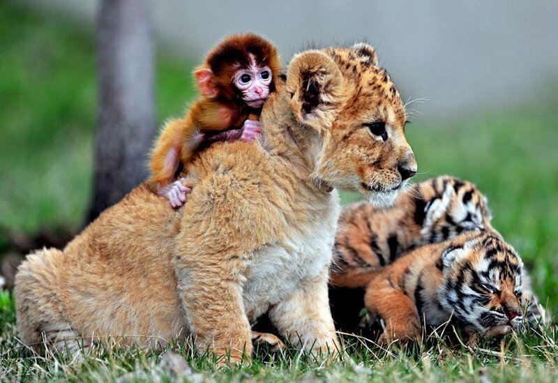 21. Обезьяна, львенок и тигренок в зоопарке в Шэньяне, Китай.