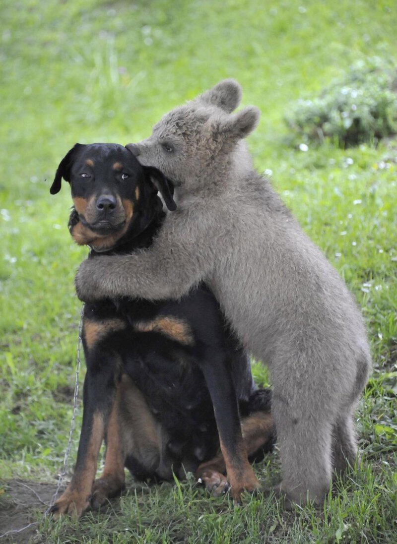 9. Медвежонок и собака, Словения.
