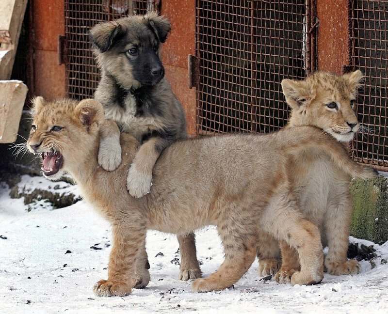 2. Два львенка и собака во дворе частного дома в Харькове.