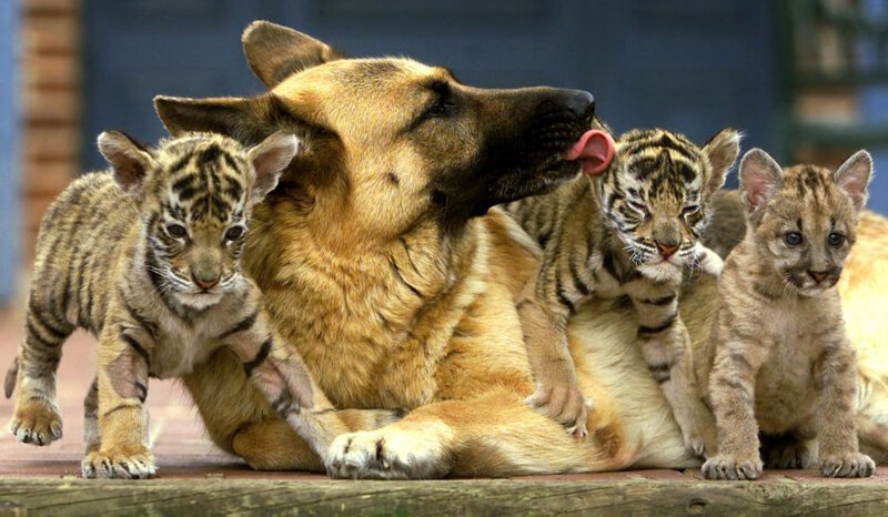 15. Тигрята, пума и собака.