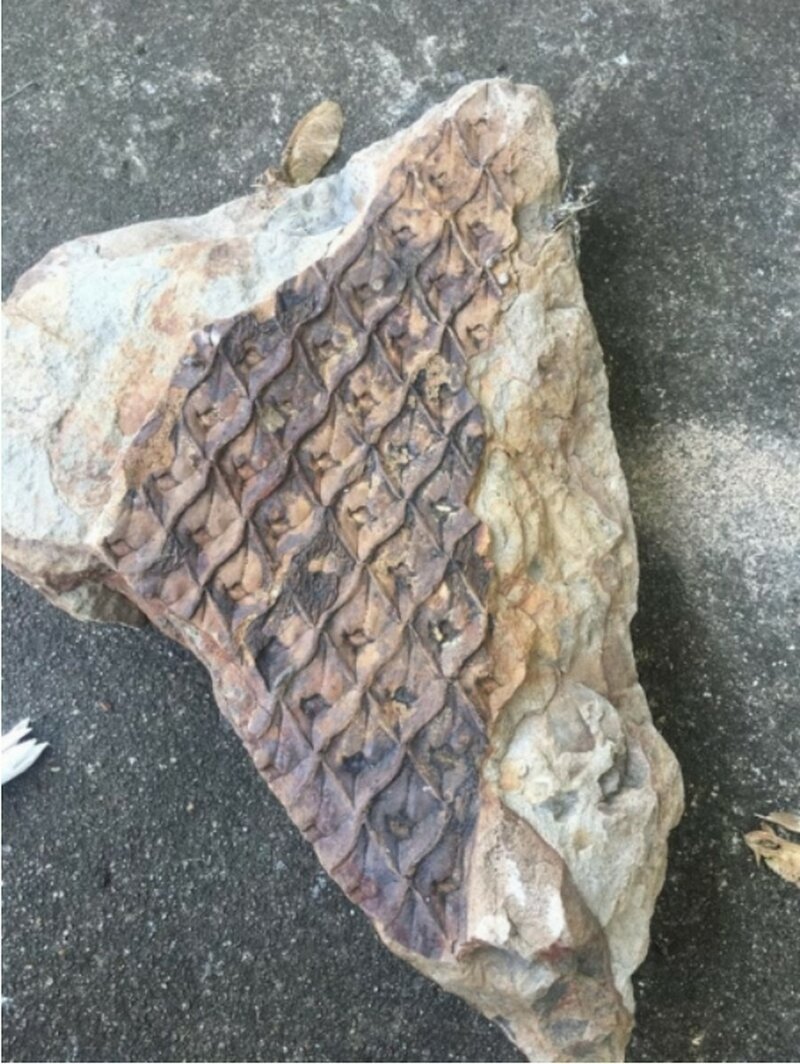 В новом доме у крыльца лежал этот камень, перевернув его обнаружил вот такое след. Похоже на окаменелость.