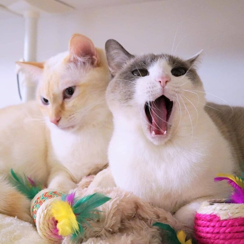 Знакомьтесь, Чако и Сузука — коты, которые покоряют интернет танцами