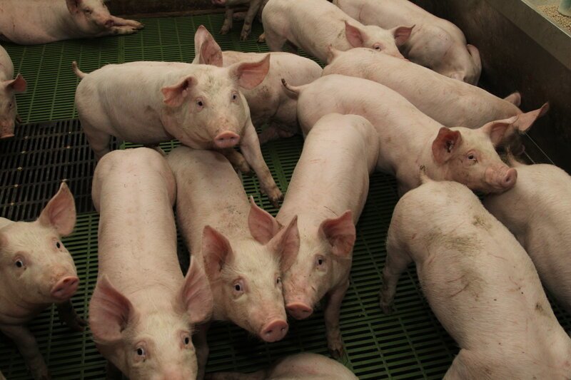 Производство свиней за восемь месяцев 2019 года увеличилось на 5,3%