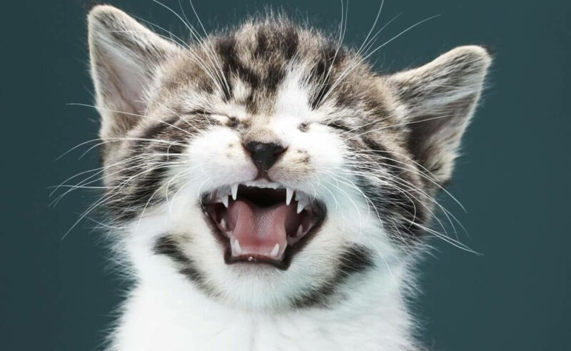 Предупредить и обезвредить: как предотвратить чихание кота