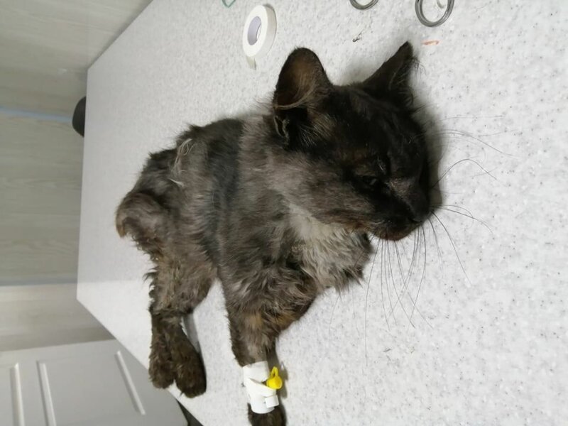 Живодеры тренировались шить нитками на живом коте