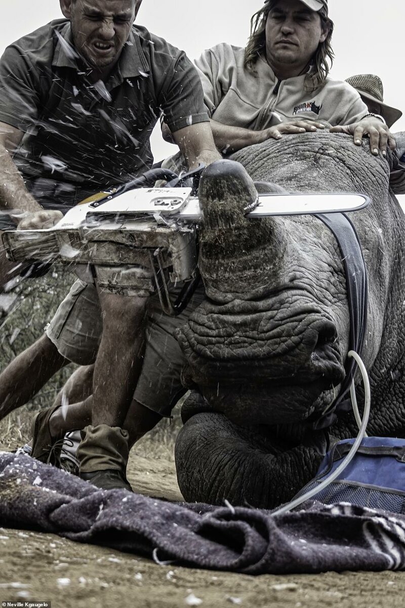 "Отчаянные меры: рейнджеры национального парка спиливают рога носорогам, чтобы защитить их от браконьеров", Невилл Нгомане - победитель в категории "Лучший молодой фотограф"