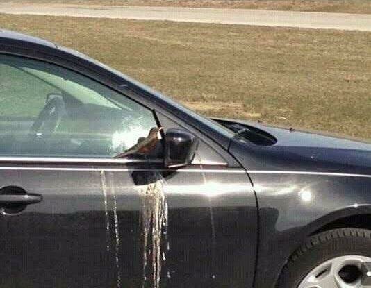 "Эта птица каждое утро поджидает моего коллегу возле работы. Затем она проводит весь день пялясь на себя в зеркало и гадя на его автомобиль"