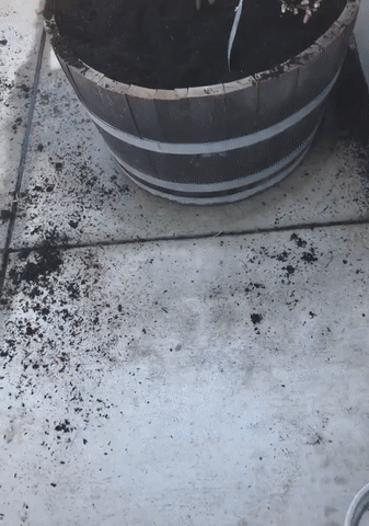 А теперь и на хозяйской кровати полежать можно