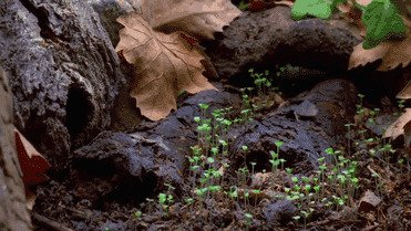 Как растут грибы