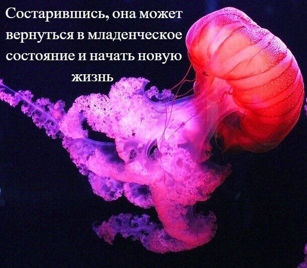 20. Почему алую медузу называют бессмертной?