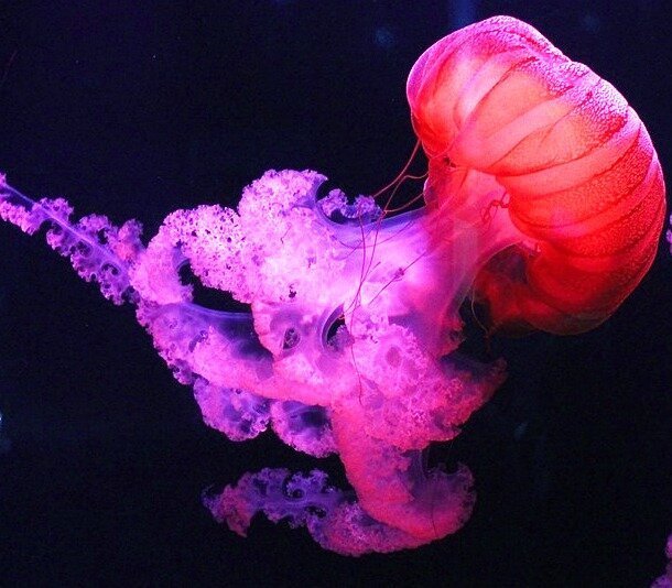 20. Почему алую медузу называют бессмертной?