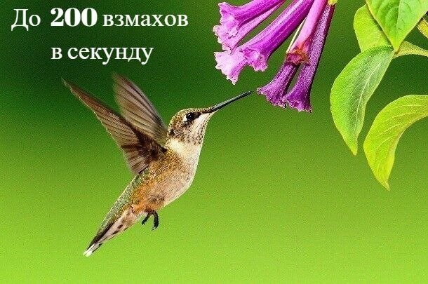 5. Как быстро может колибри махать крыльями?