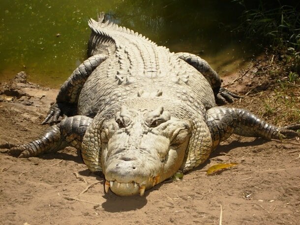 14. Какой из населяющих нашу планету крокодилов самый крупный?