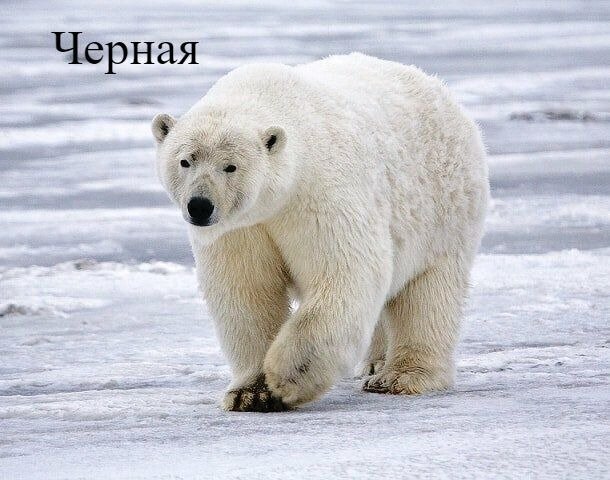 4. Какого цвета кожа полярного медведя?
