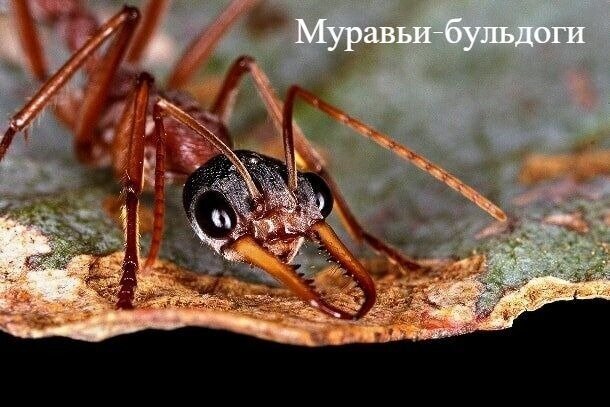 17. Какой вид муравьев самый опасный и агрессивный?