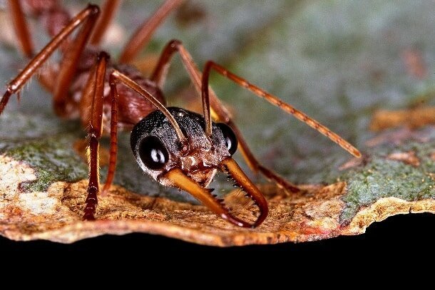 17. Какой вид муравьев самый опасный и агрессивный?