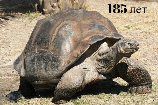 15. Сколько лет самой старой в мире черепахе?