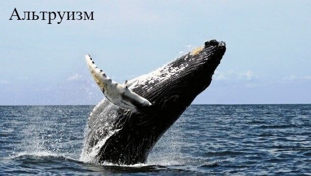 24. Какое поведение, первоначально считавшееся присущим только человеку, было недавно обнаружено у горбатого кита?