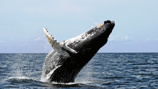 24. Какое поведение, первоначально считавшееся присущим только человеку, было недавно обнаружено у горбатого кита?
