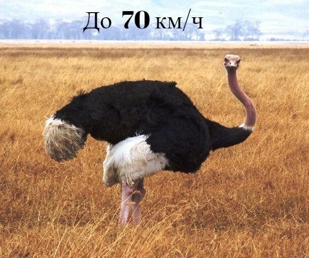 1. Какую скорость может развивать страус?