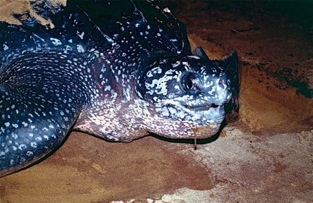 8. Как называется самая крупная морская черепаха?